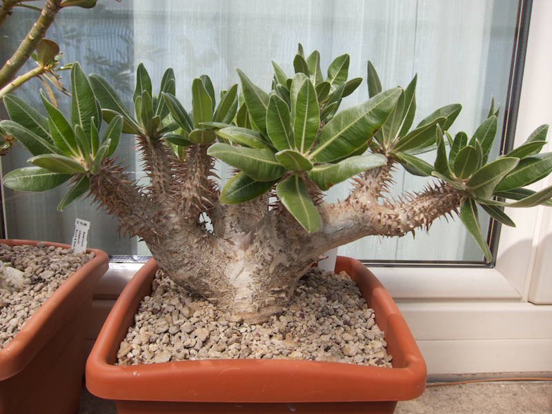 Pachypodium horombense 