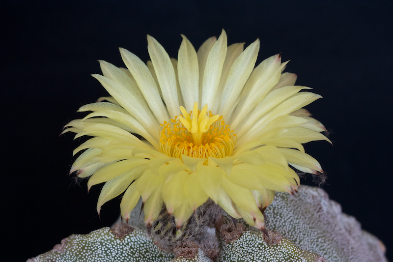 Astrophytum myriostigma 