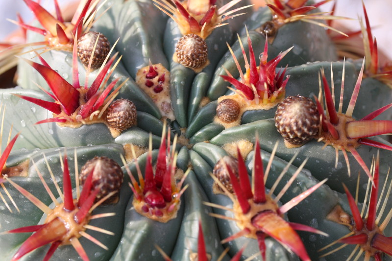 Ferocactus latispinus 