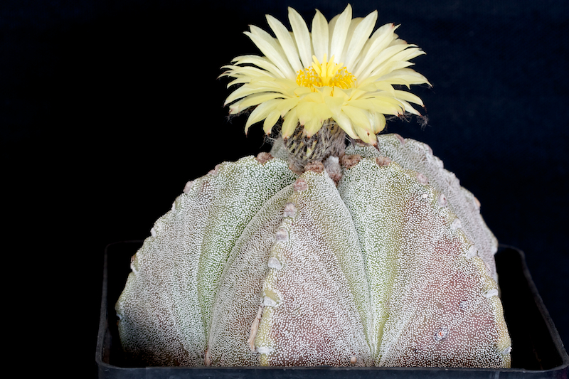 Astrophytum myriostigma 