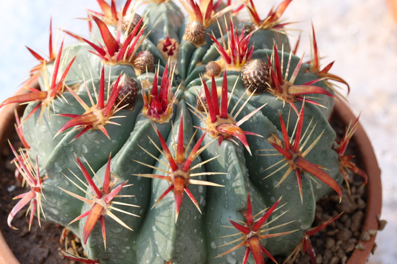 Ferocactus latispinus 