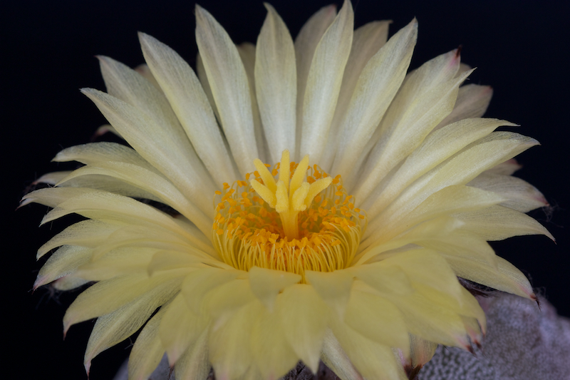 Astrophytum myriostigma 