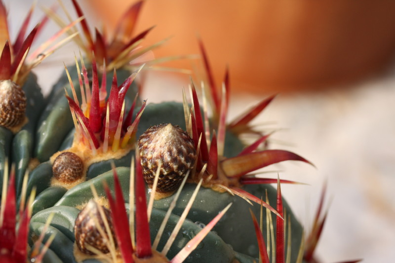 Ferocactus latispinus 