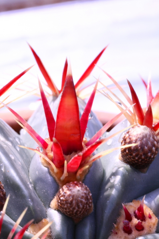 Ferocactus latispinus 