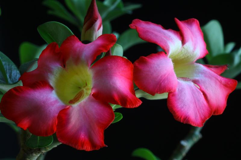 Adenium obesum 