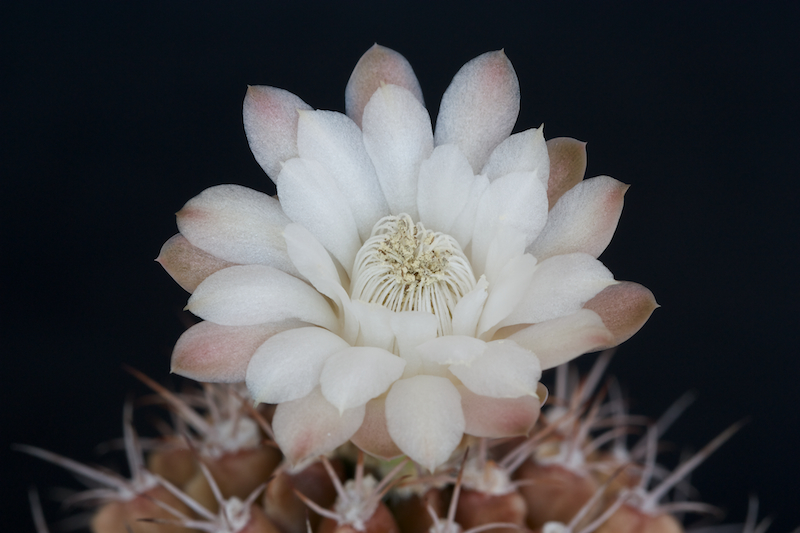 Gymnocalycium damsii 