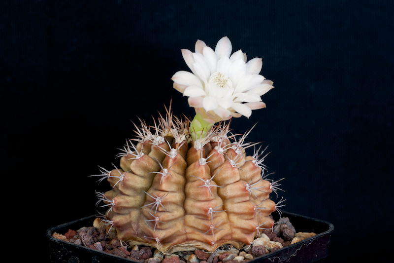 Gymnocalycium damsii 