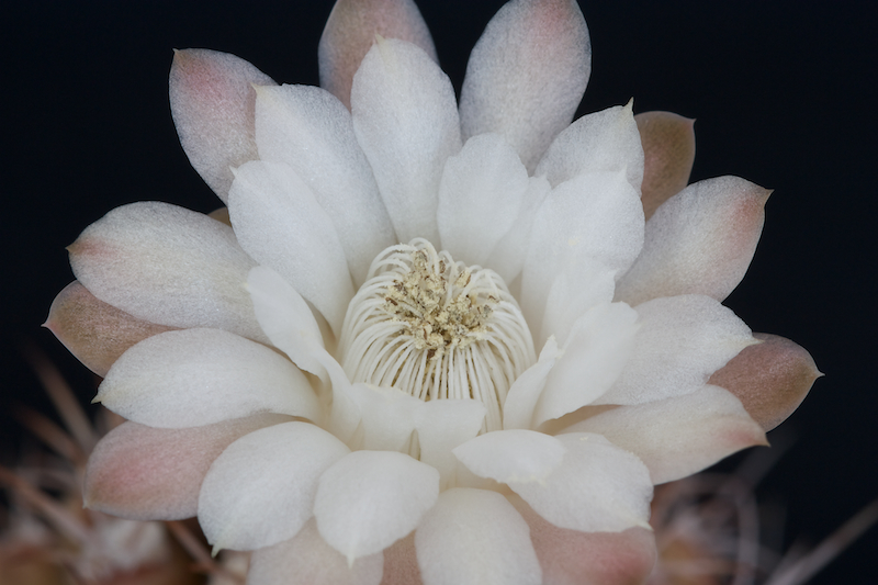 Gymnocalycium damsii 