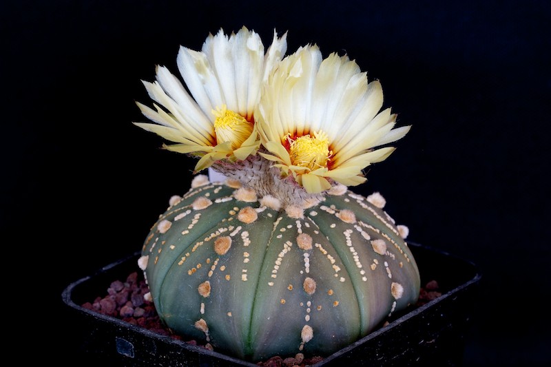 Astrophytum asterias 