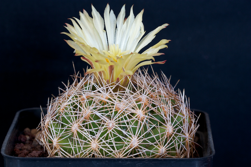 Coryphantha retusa 