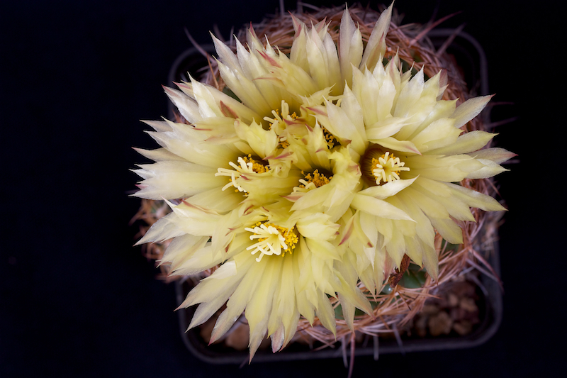 Coryphantha reduncispina 