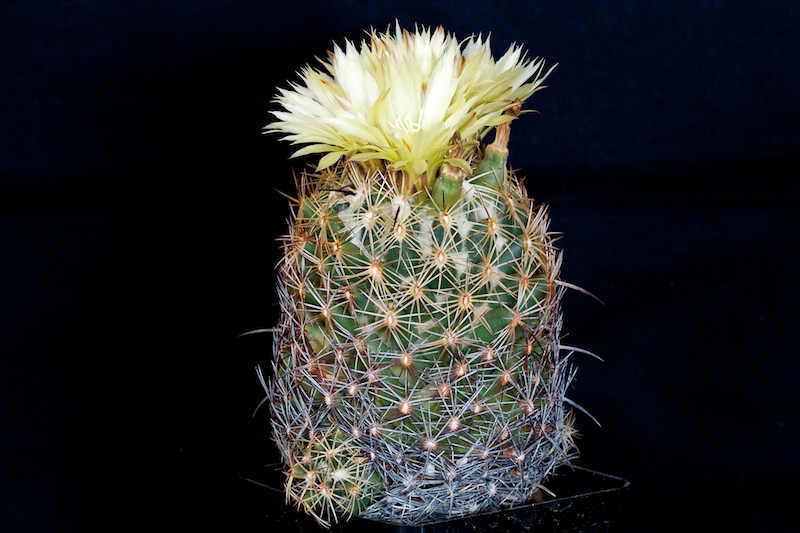 Coryphantha reduncispina 