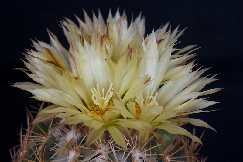 Coryphantha reduncispina 