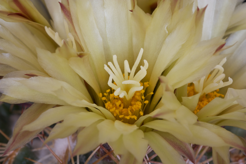 Coryphantha reduncispina 