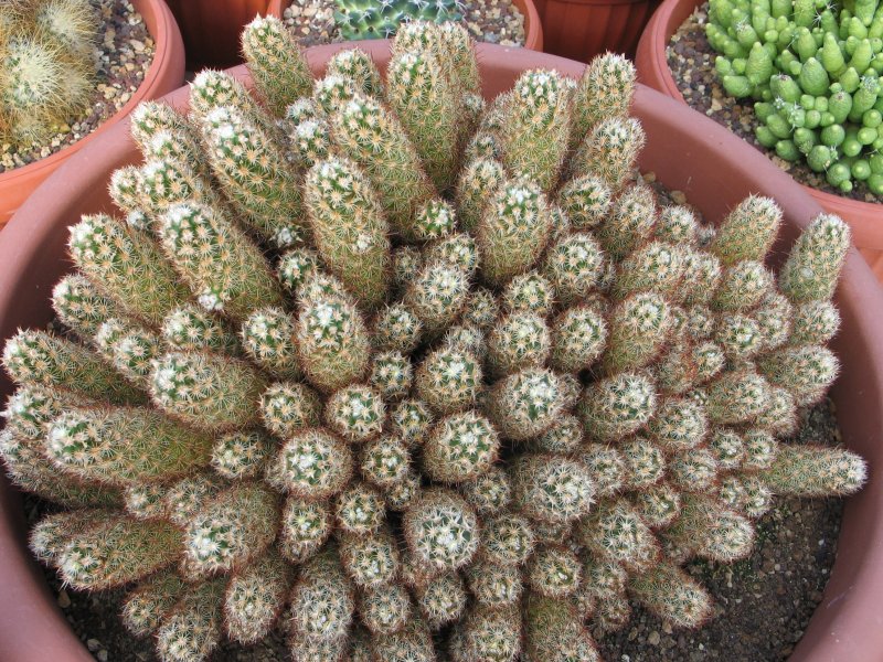 Mammillaria elongata 