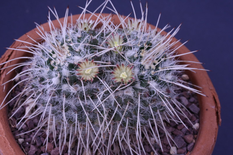 Mammillaria karwinskiana 