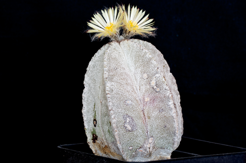 Astrophytum myriostigma v. columnare 