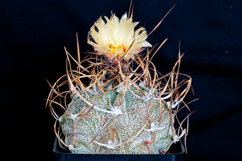 Astrophytum capricorne v. crassispinum 