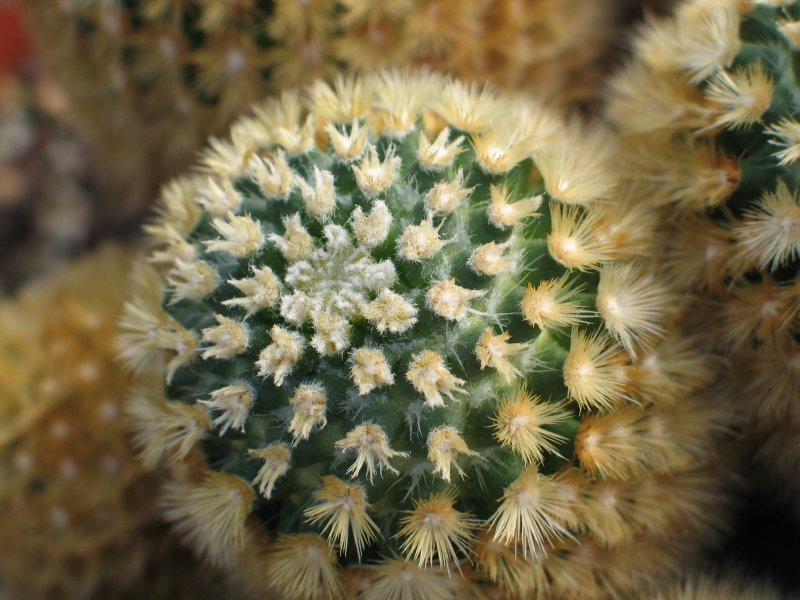 Mammillaria carmenae 