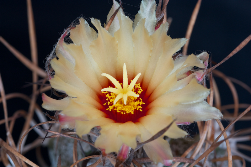 Astrophytum capricorne v. crassispinum 