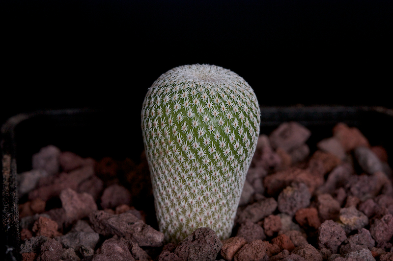 Epithelantha ilariae VM 656