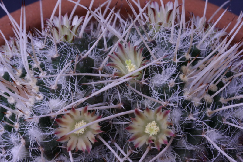 Mammillaria karwinskiana 