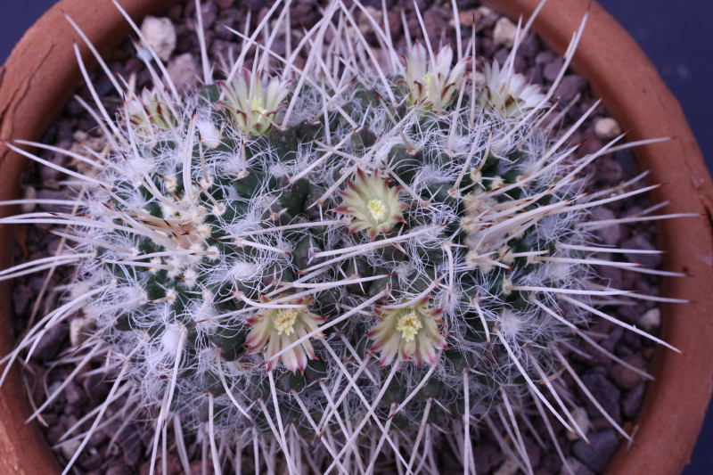 Mammillaria karwinskiana 