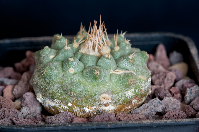 Strombocactus disciformis ssp. esperanzae 