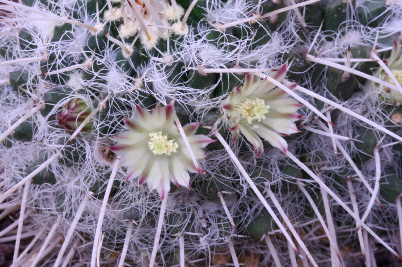 Mammillaria karwinskiana 