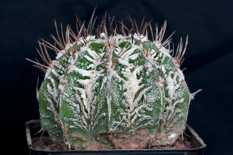 astrophytum ornatum cv. hannya fukuryu dinosaur