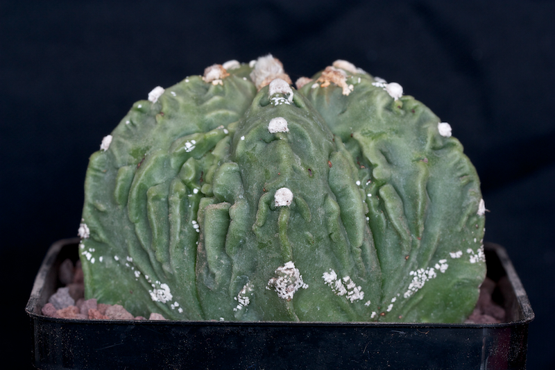 Astrophytum myriostigma cv. fukuryu 