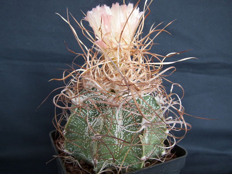 Astrophytum capricorne v. minor cv. crassispinoides 