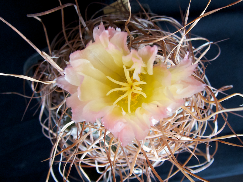 Astrophytum capricorne v. minor cv. crassispinoides 