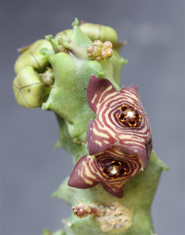 Caralluma europaea 