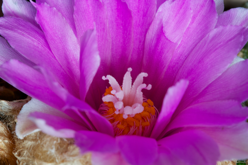 Ariocarpus fissuratus v. hintonii 