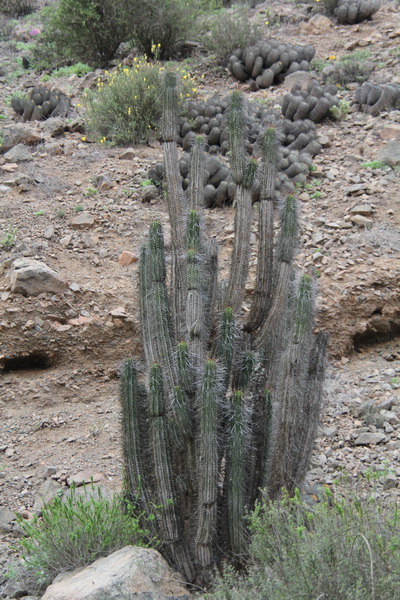 Eulychnia taltalensis 