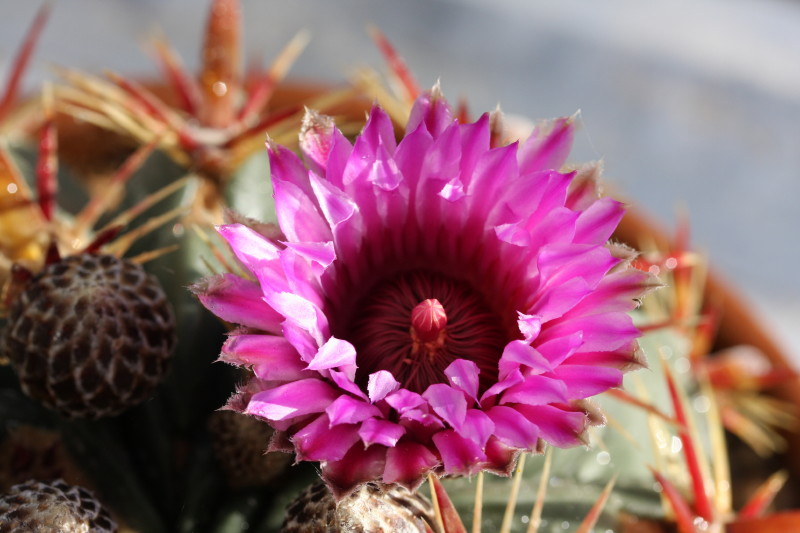 Ferocactus latispinus 