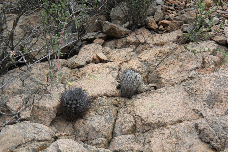 Eriosyce taltalensis 