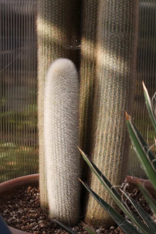 Cleistocactus strausii 