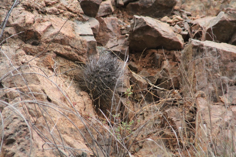 Eriosyce taltalensis 