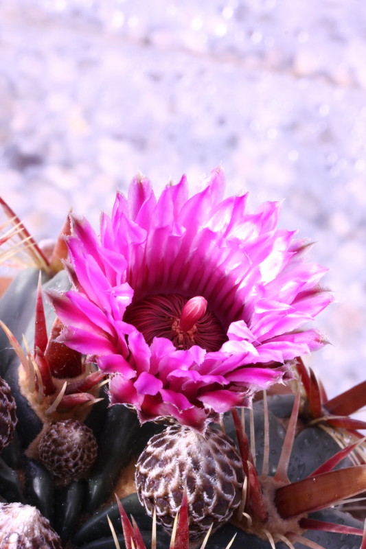 Ferocactus latispinus 