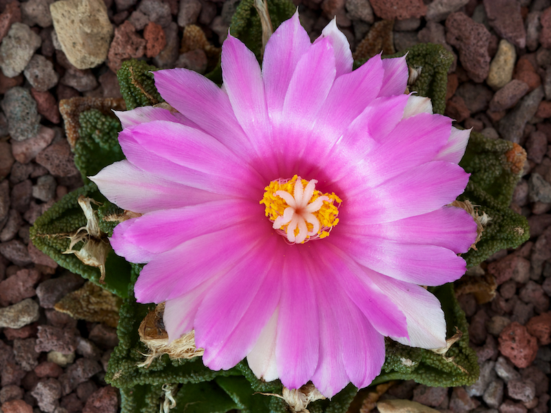 Ariocarpus fissuratus v. hintonii 