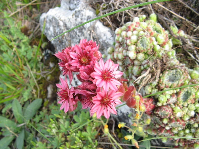 Sempervivum arachnoideum 