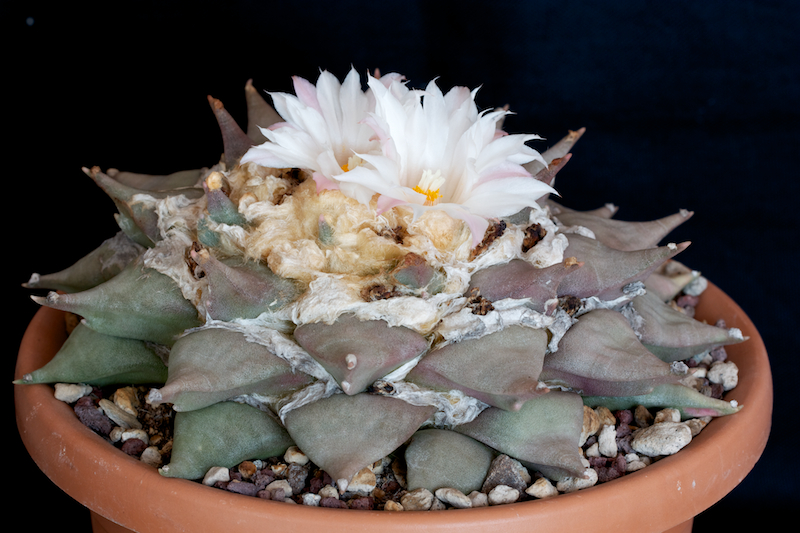 Ariocarpus retusus 