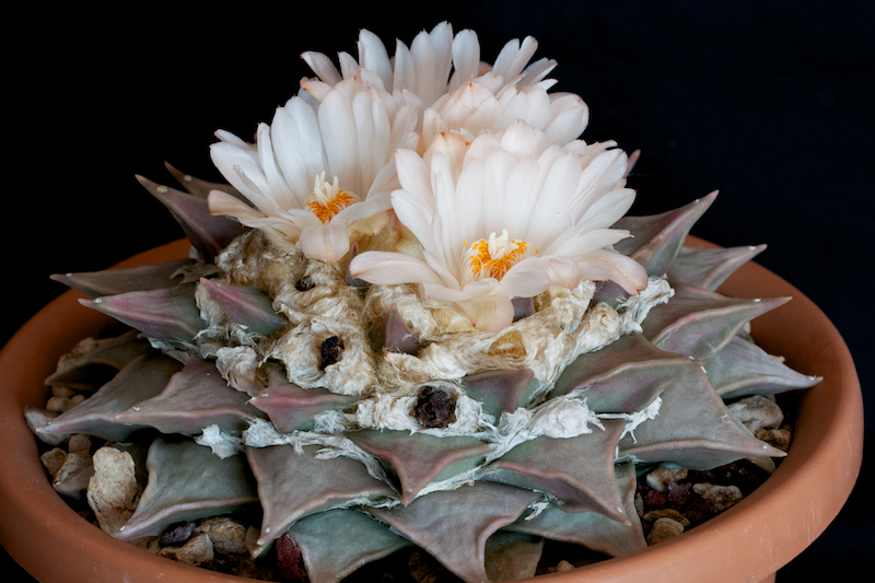 Ariocarpus retusus 