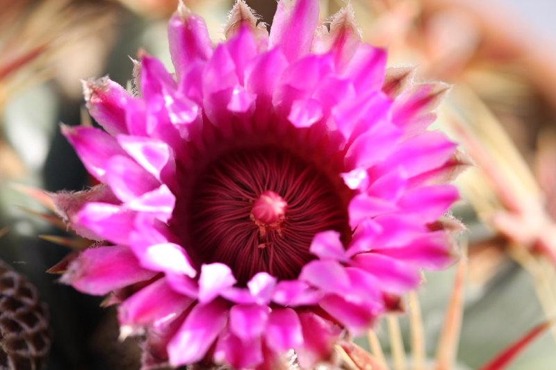 Ferocactus latispinus 