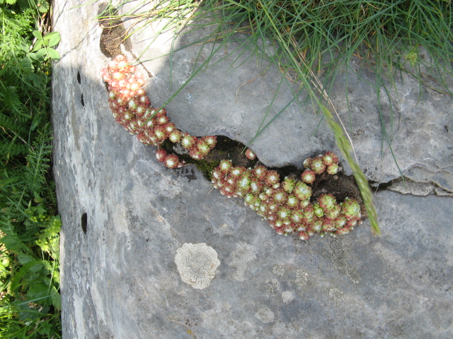 Sempervivum arachnoideum 