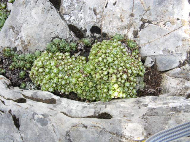 Sempervivum arachnoideum 