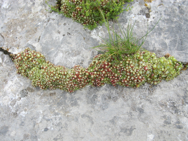 Sempervivum arachnoideum 