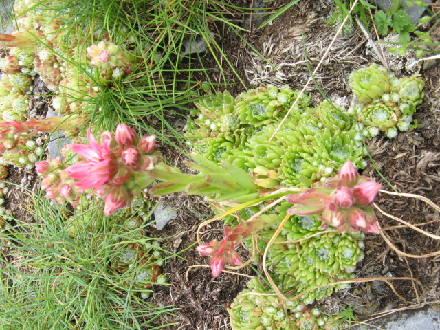 Sempervivum arachnoideum 